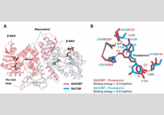 New Enzyme Discovered by HKU Plant Biochemists Unlocks Potential for Health-Promoting Compounds in Sorghum